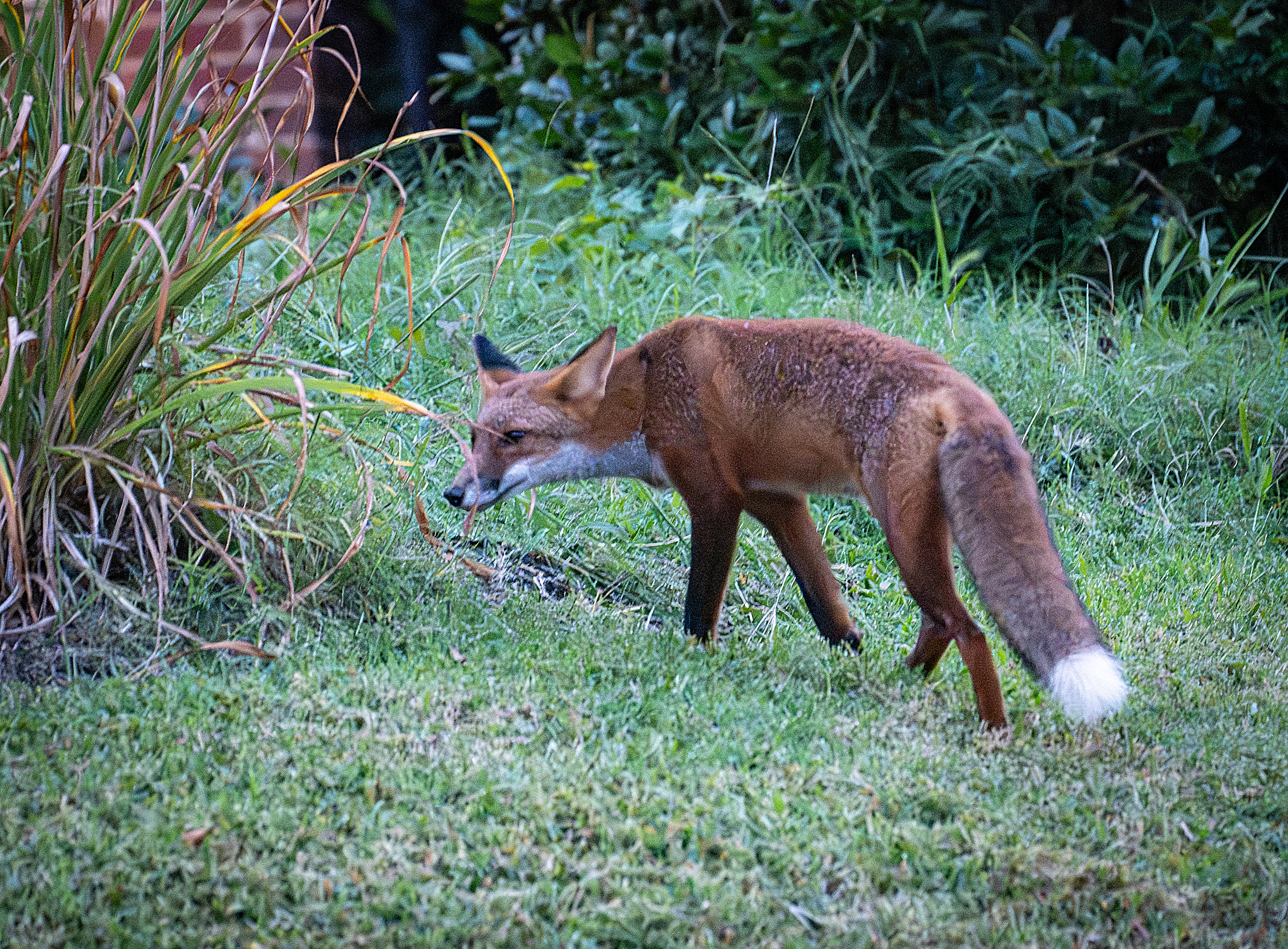 Rabid foxes found near popular trail in Baltimore's Roland Park