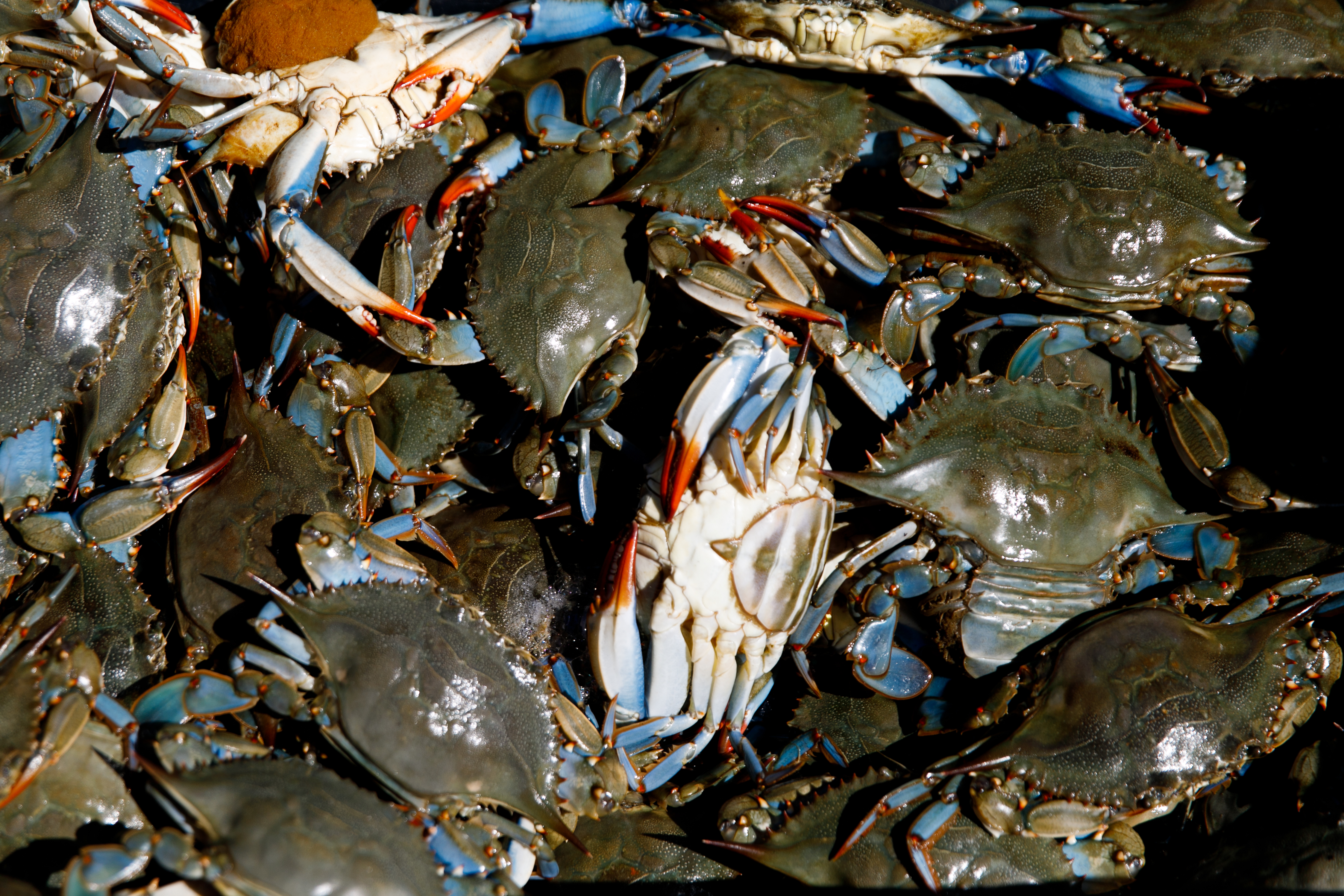 Chesapeake Center, Inc. - Crab Mallets