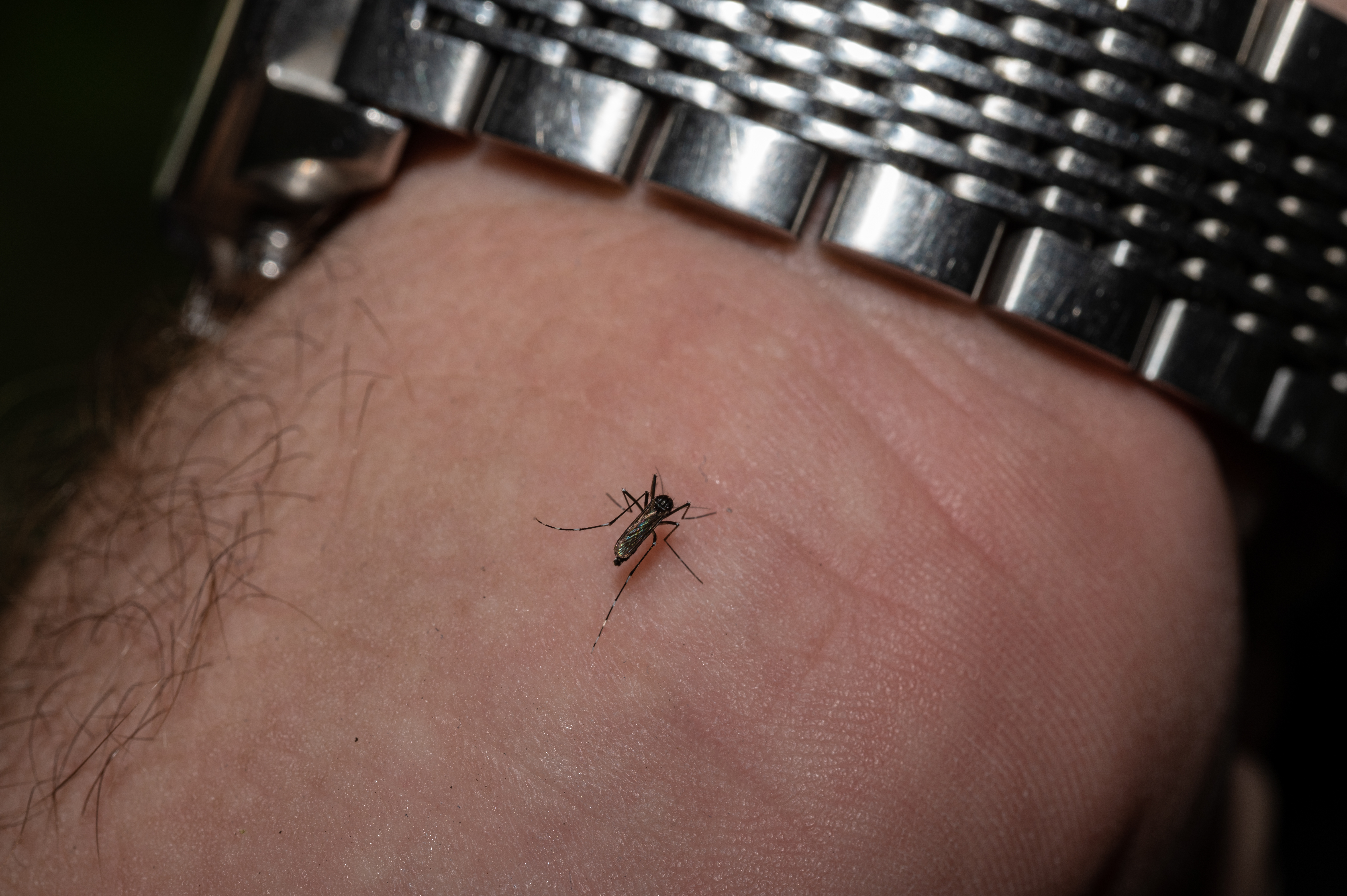 Concerns about West Nile prompt unscheduled mosquito spraying in Anne Arundel County