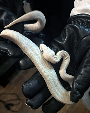 Prince George's County police arrested a 31-year-old man suspected of stealing more than 60 reptiles from pet stores in MD and VA.