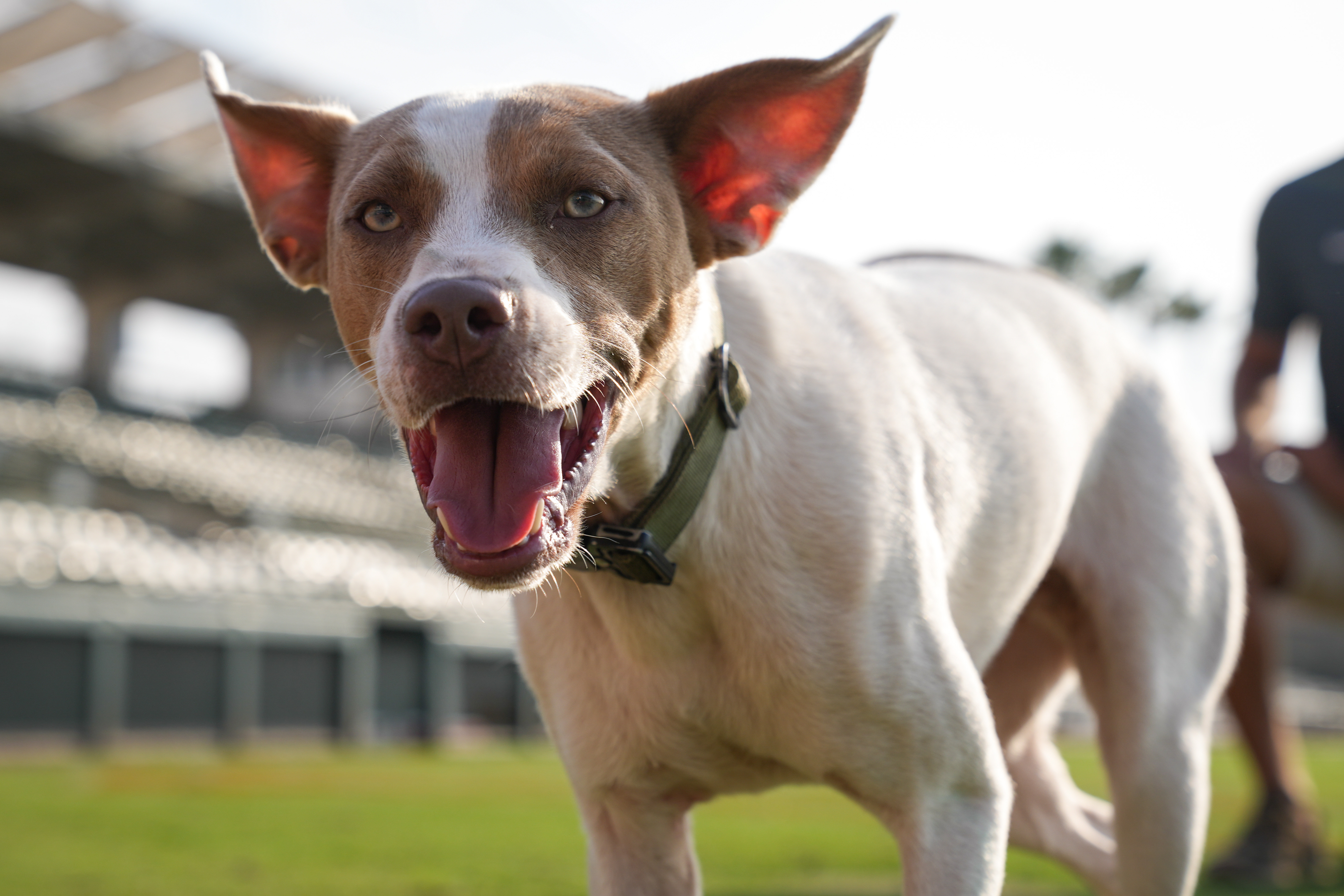 Orioles Dog Collar 