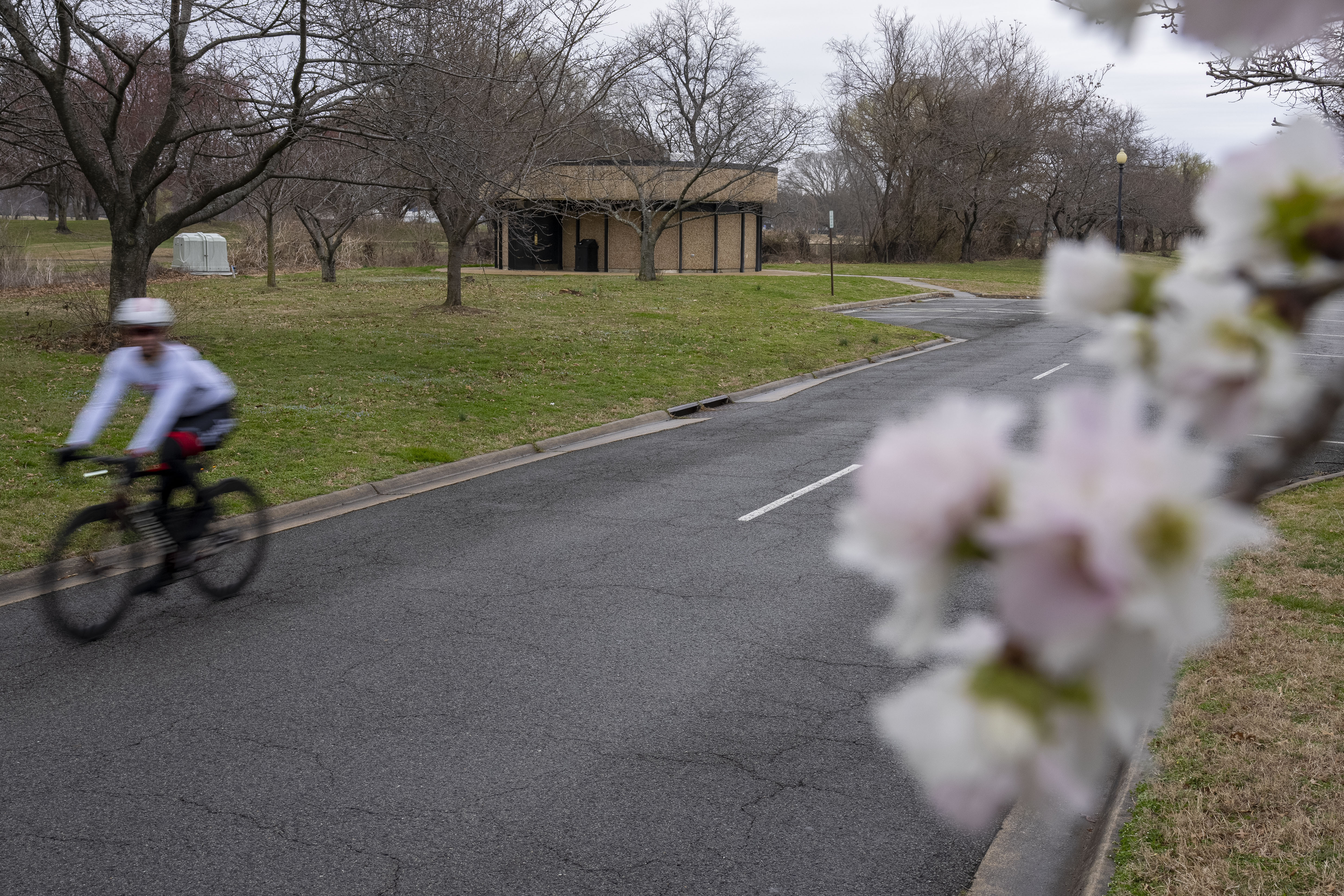 D.C. cherry blossoms 2023 peak bloom date announced March 22-25