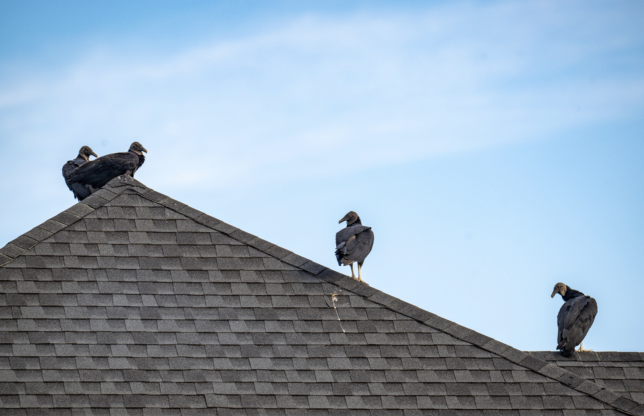 Vultures flock to a Columbia neighborhood where woman won't stop feeding them raw meat