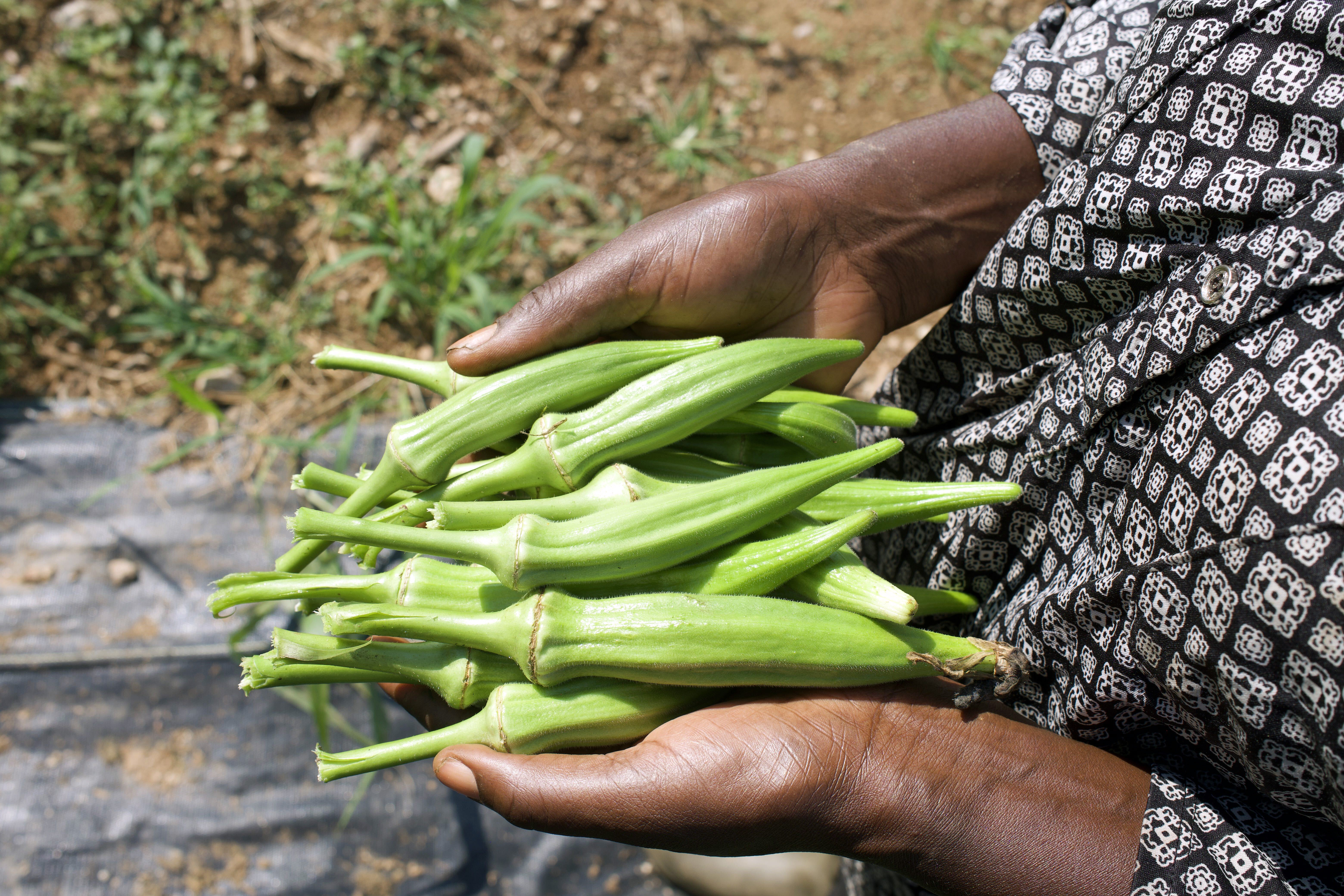 Taste of home: AfriThrive connects immigrants to culturally significant foods