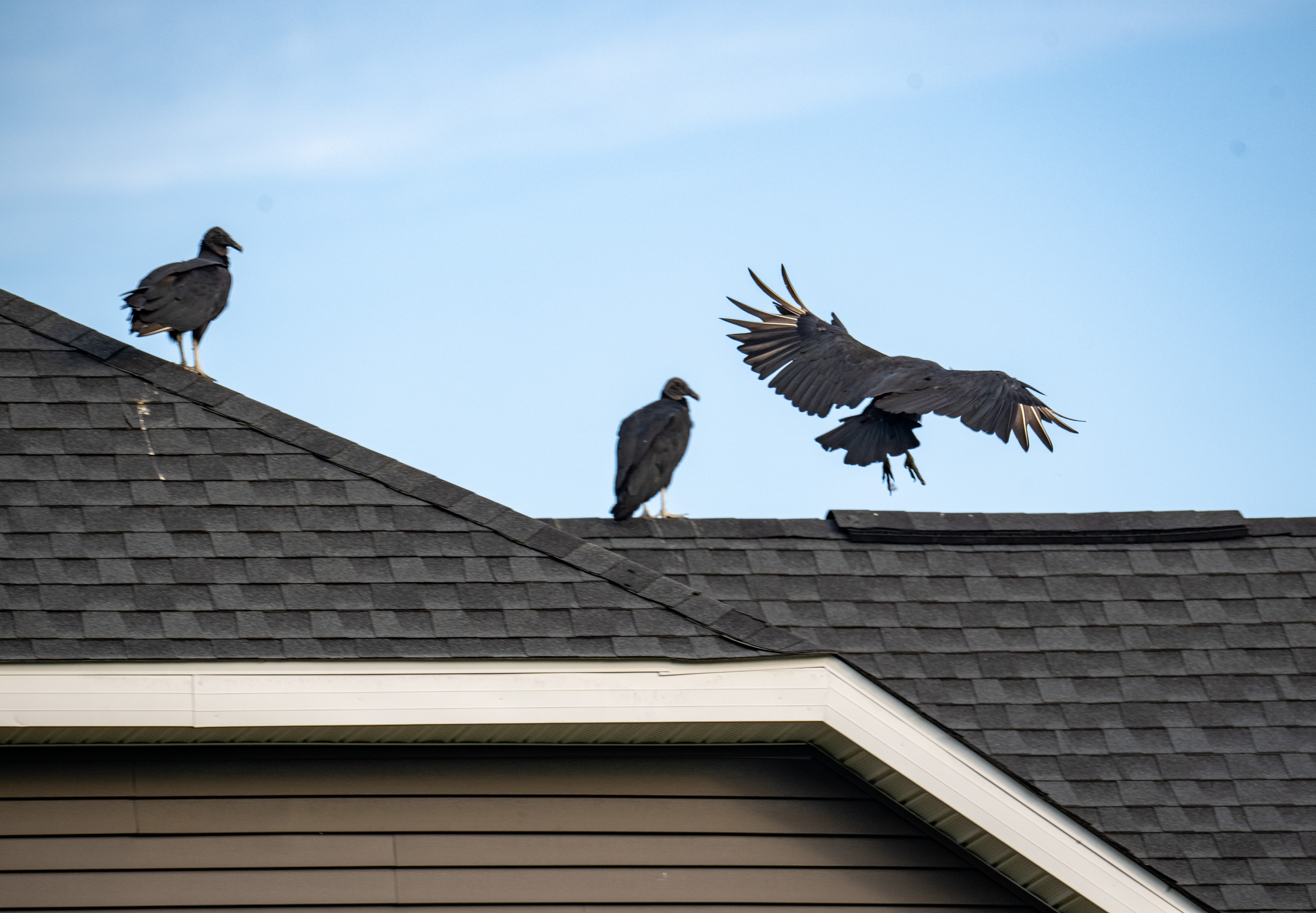 Judge rules against appeal of Columbia woman who fed raw meat to vultures