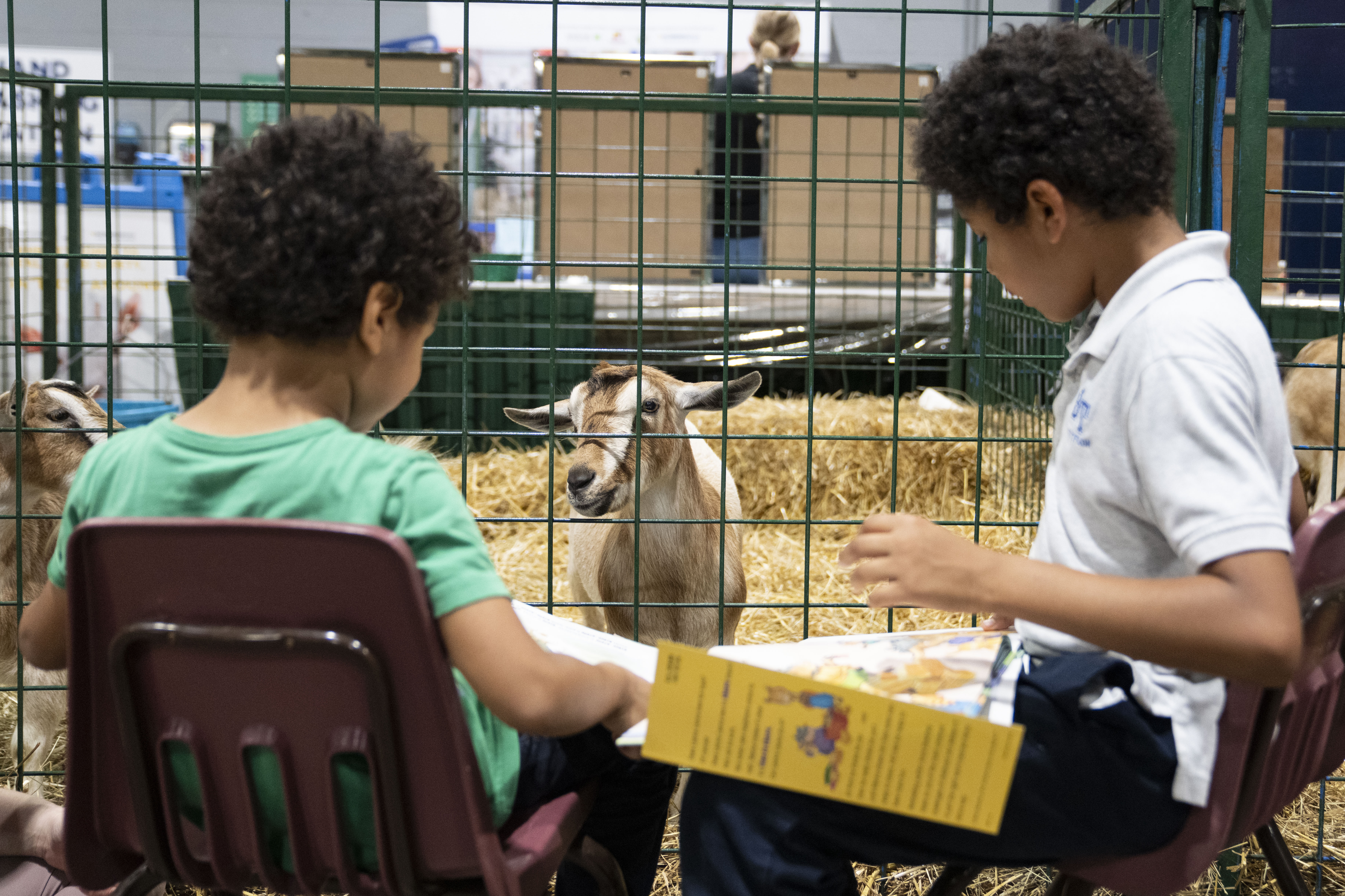 Counting sheep? At the Maryland State Fair, kids read them bedtime stories.