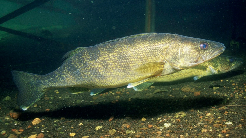 American angler fined, banned from fishing in Ontario