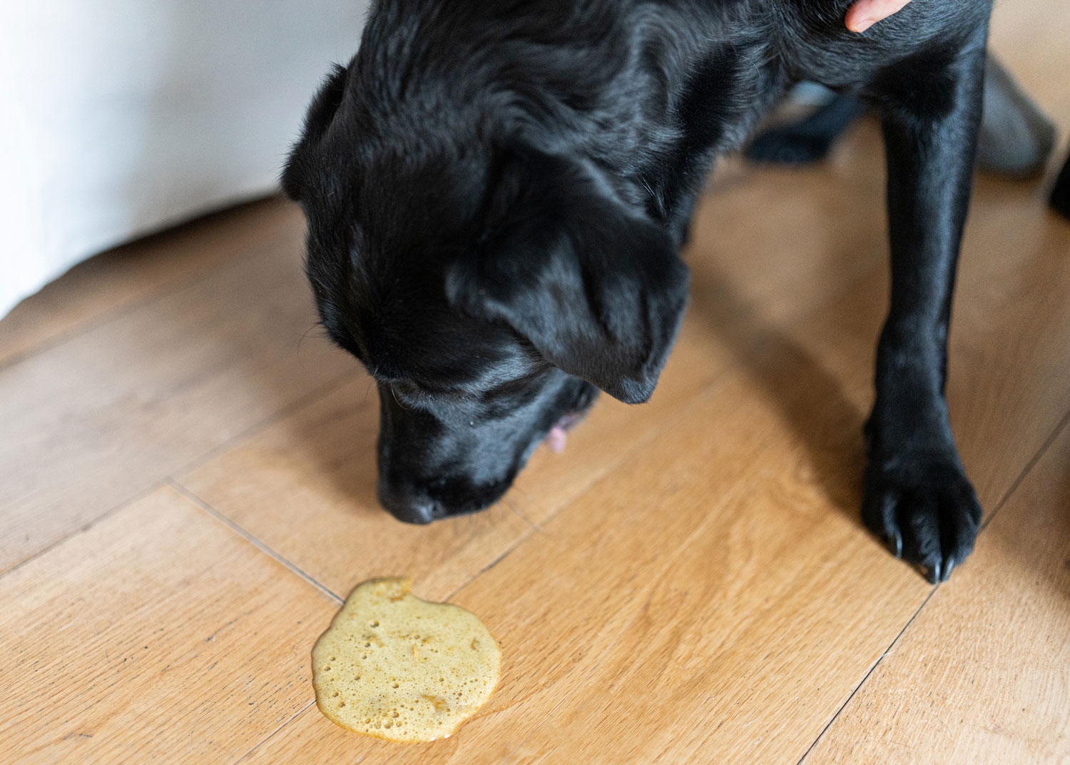 Chien qui vomit: causes, prvention et traitement