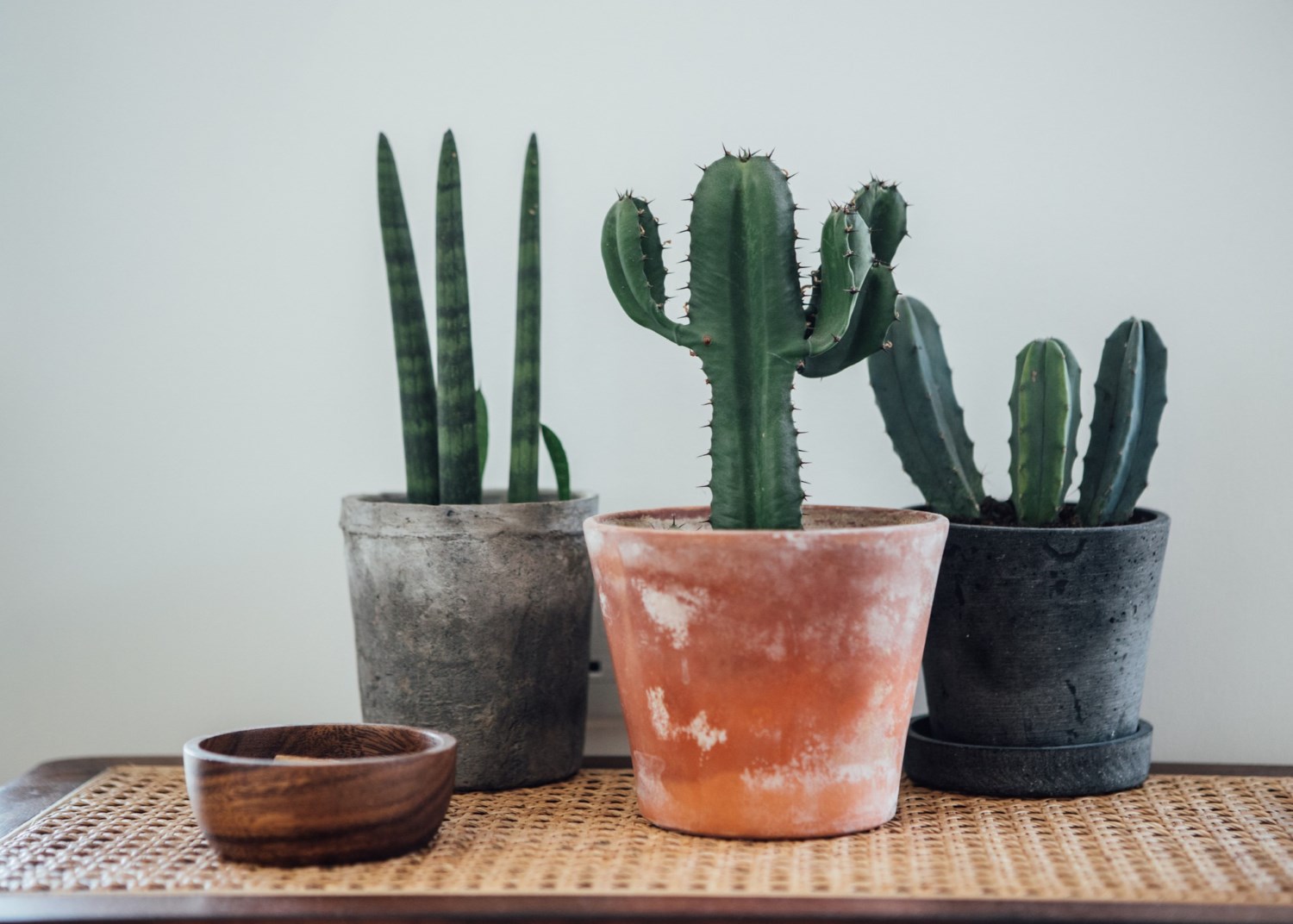 Cactus: varits, entretien, floraison, rempotage, maladies