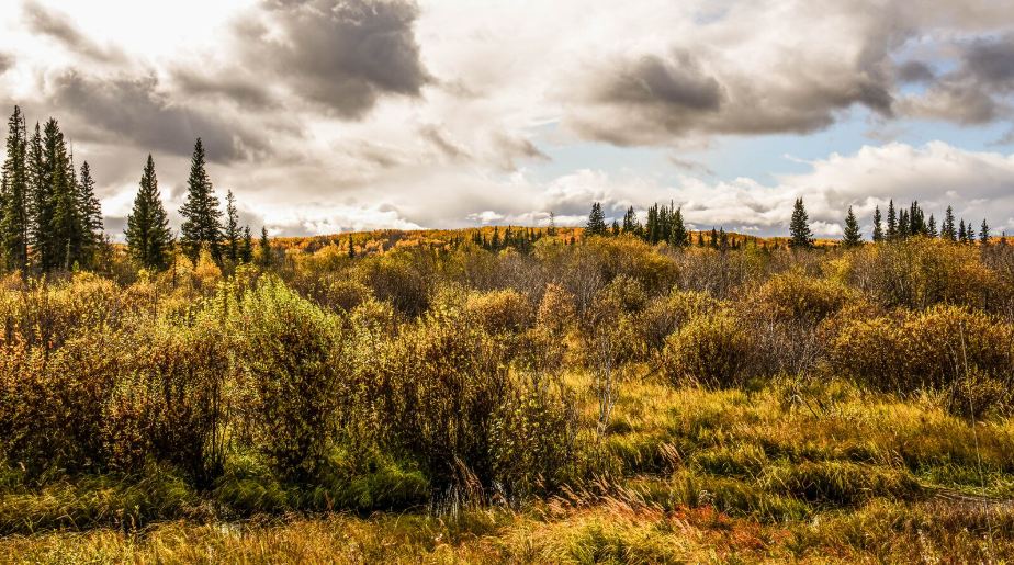 New provincial park protects over 150K acres in northern Alberta