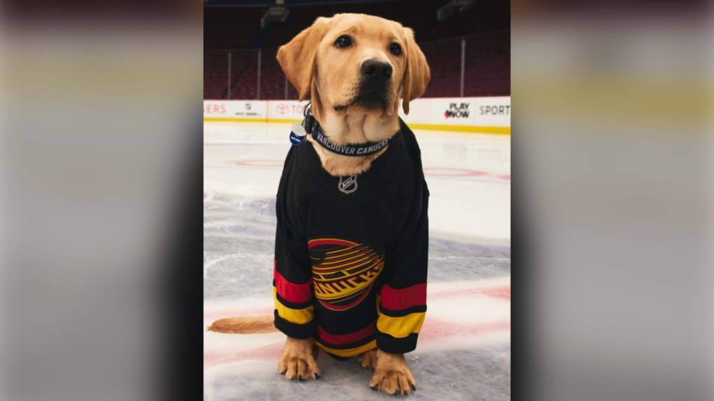 Best canucks dogs New Arrivals