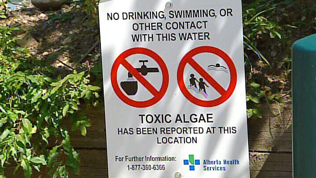 Blue-green algae warning issued for Pigeon Lake