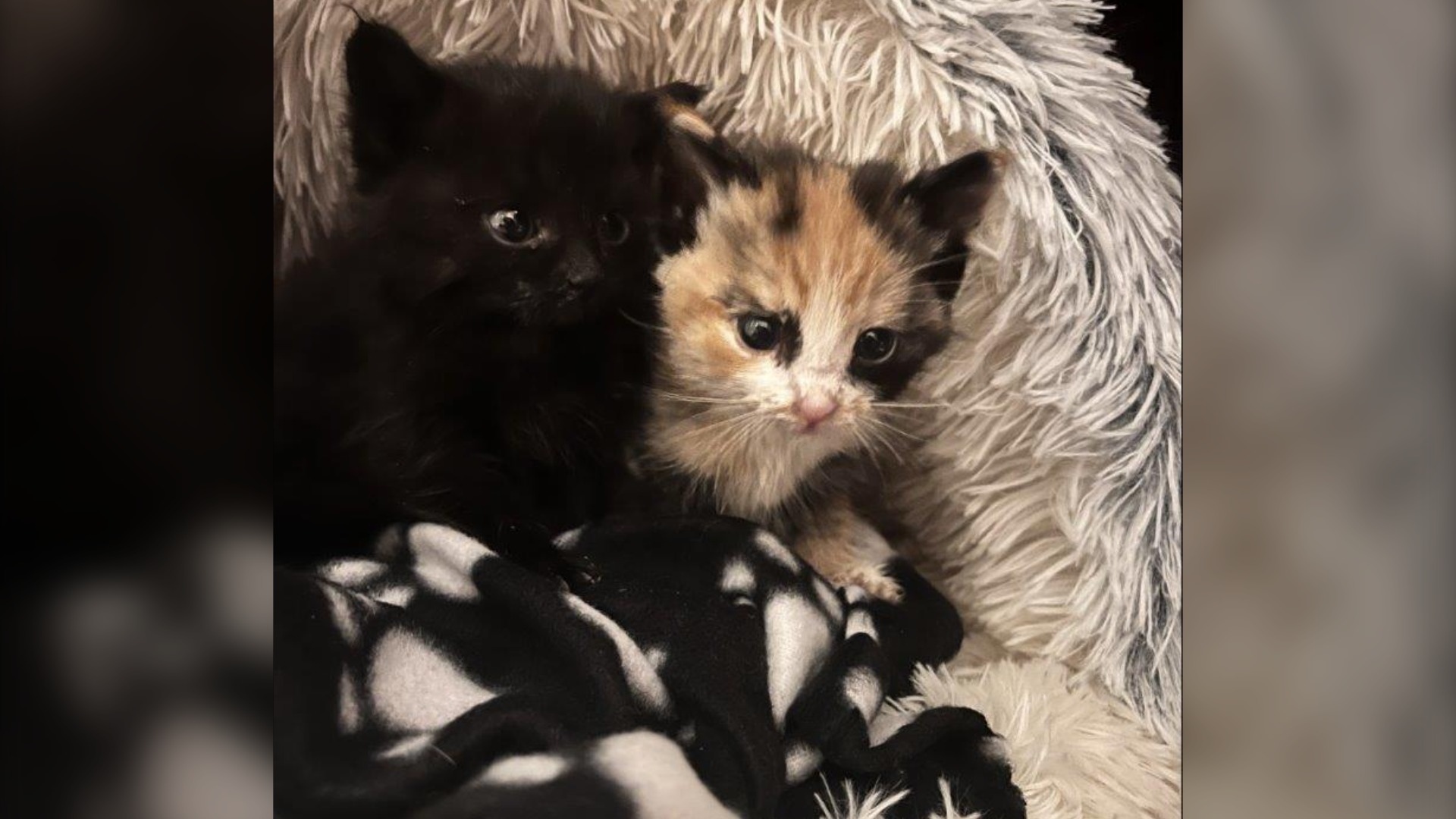 Shih Tzu credited with saving the lives of 2 tiny kittens 