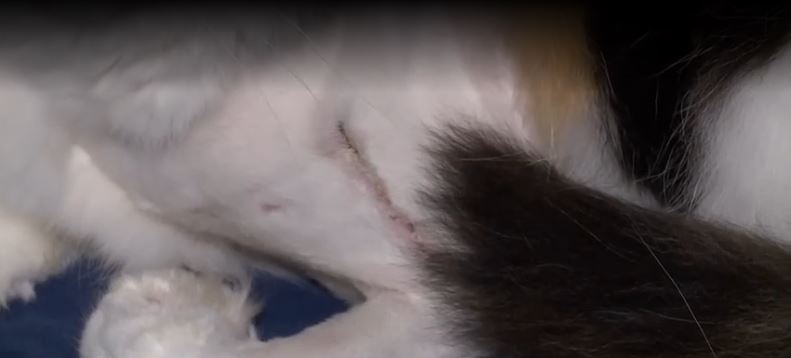 Family questions if cat was shot by suspected serial animal shooter