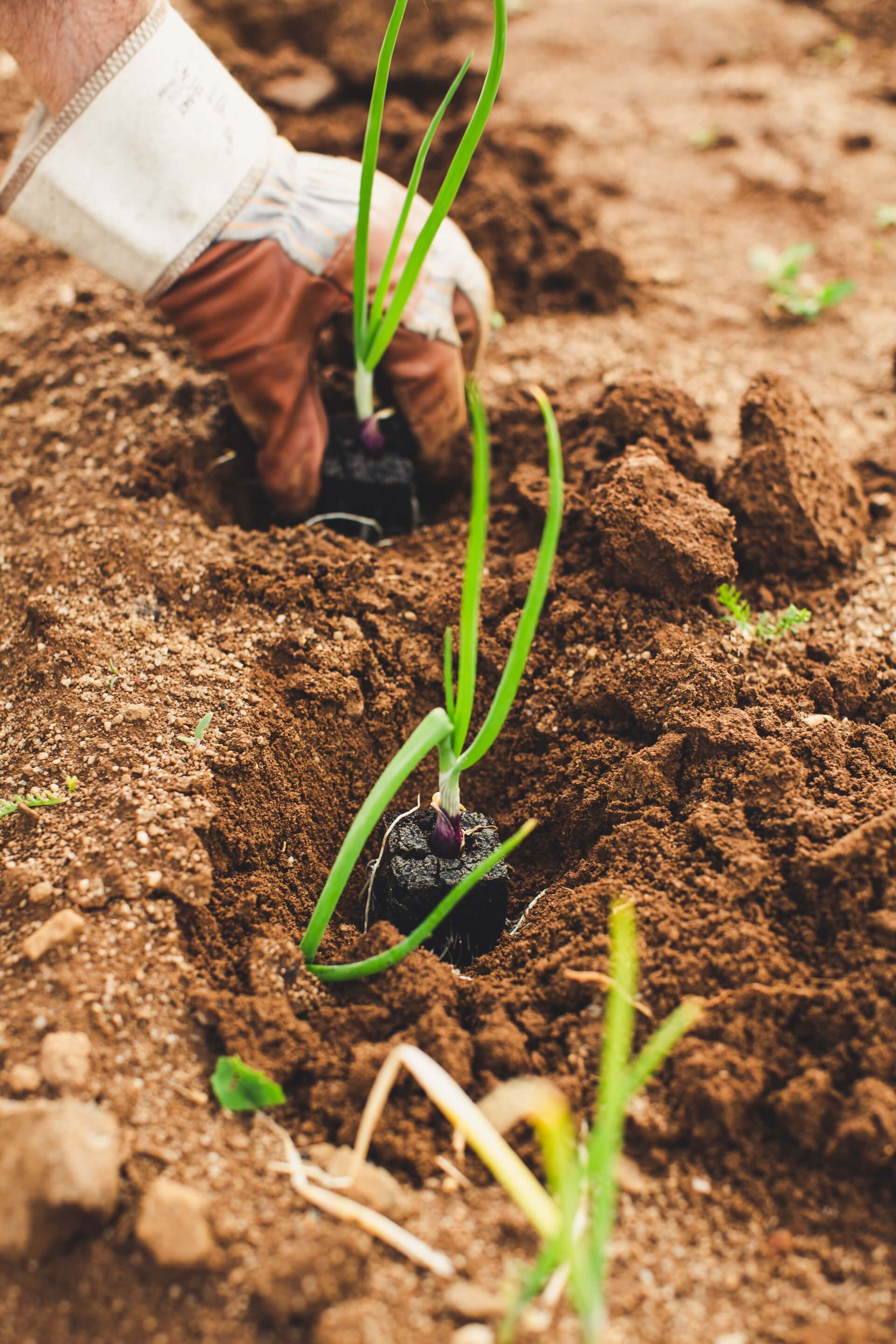 L'oignon: comment le planter, l'entretenir et le rcolter