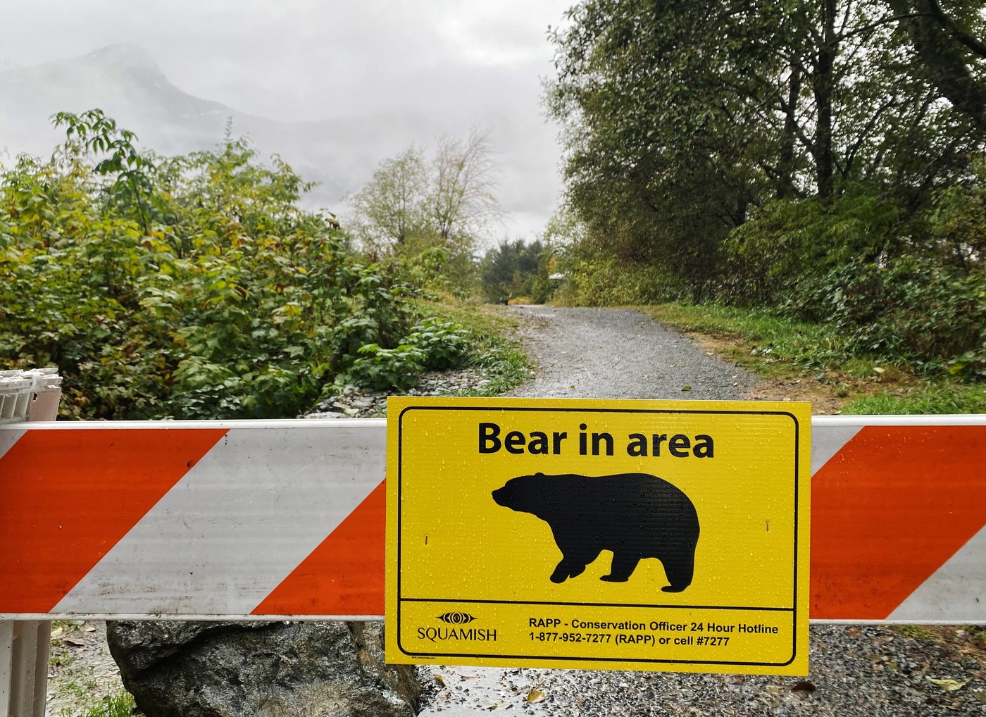 B.C. First Nation says plan to move Tex the grizzly was underway before it was killed