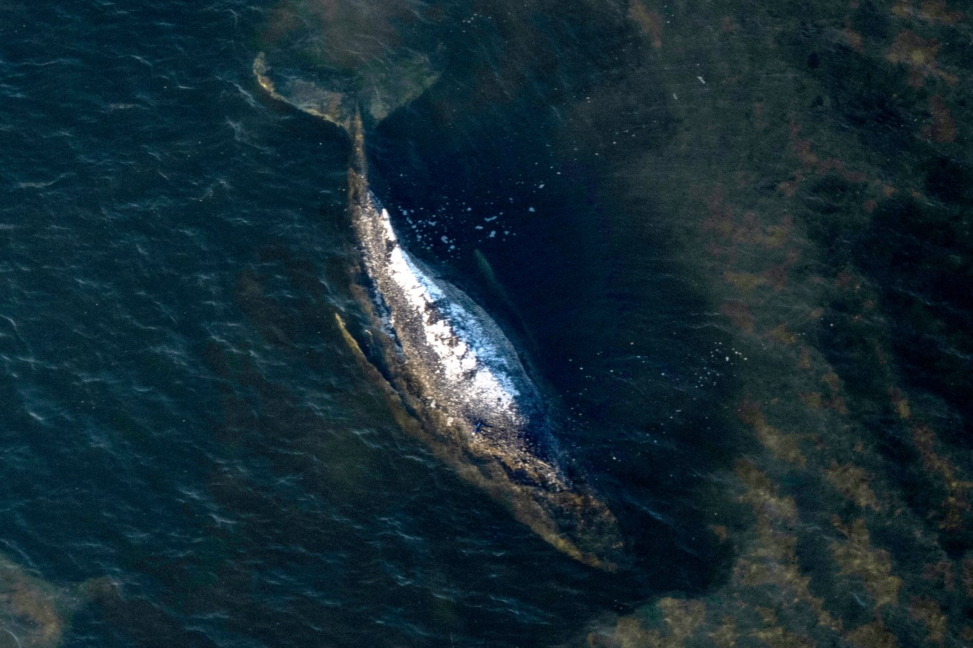 Study links humpback whale songs to diving behaviour