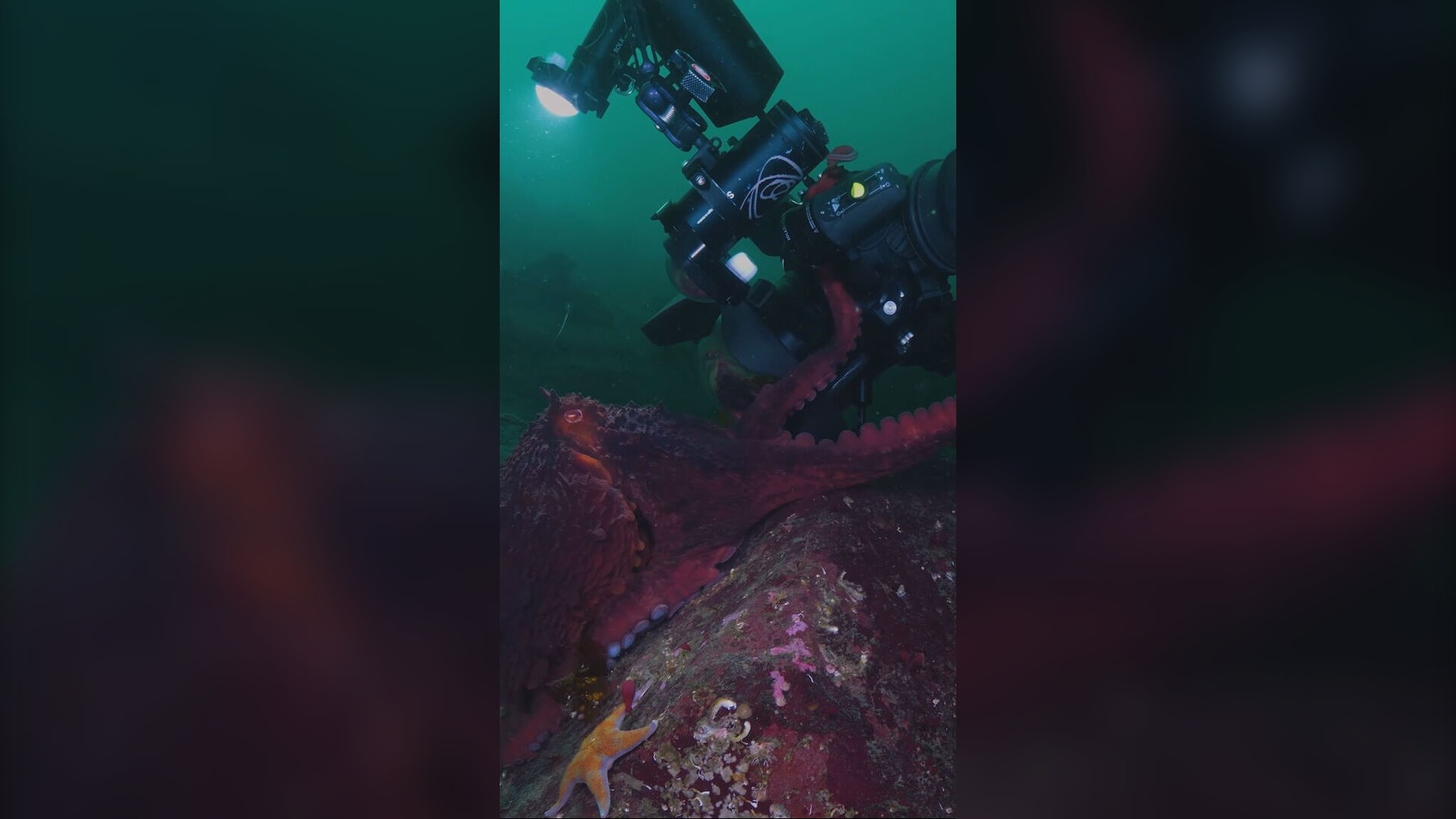 Videographers ‘struck gold’ capturing footage of giant Pacific octopus in Nanoose Bay, B.C. 