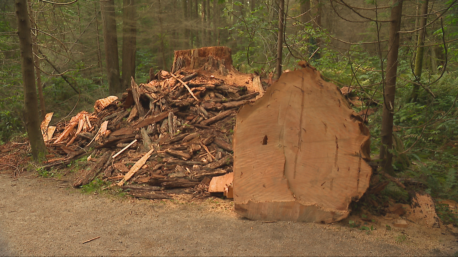 Stanley Park Preservation Society questions why 400-year-old tree cut down by city