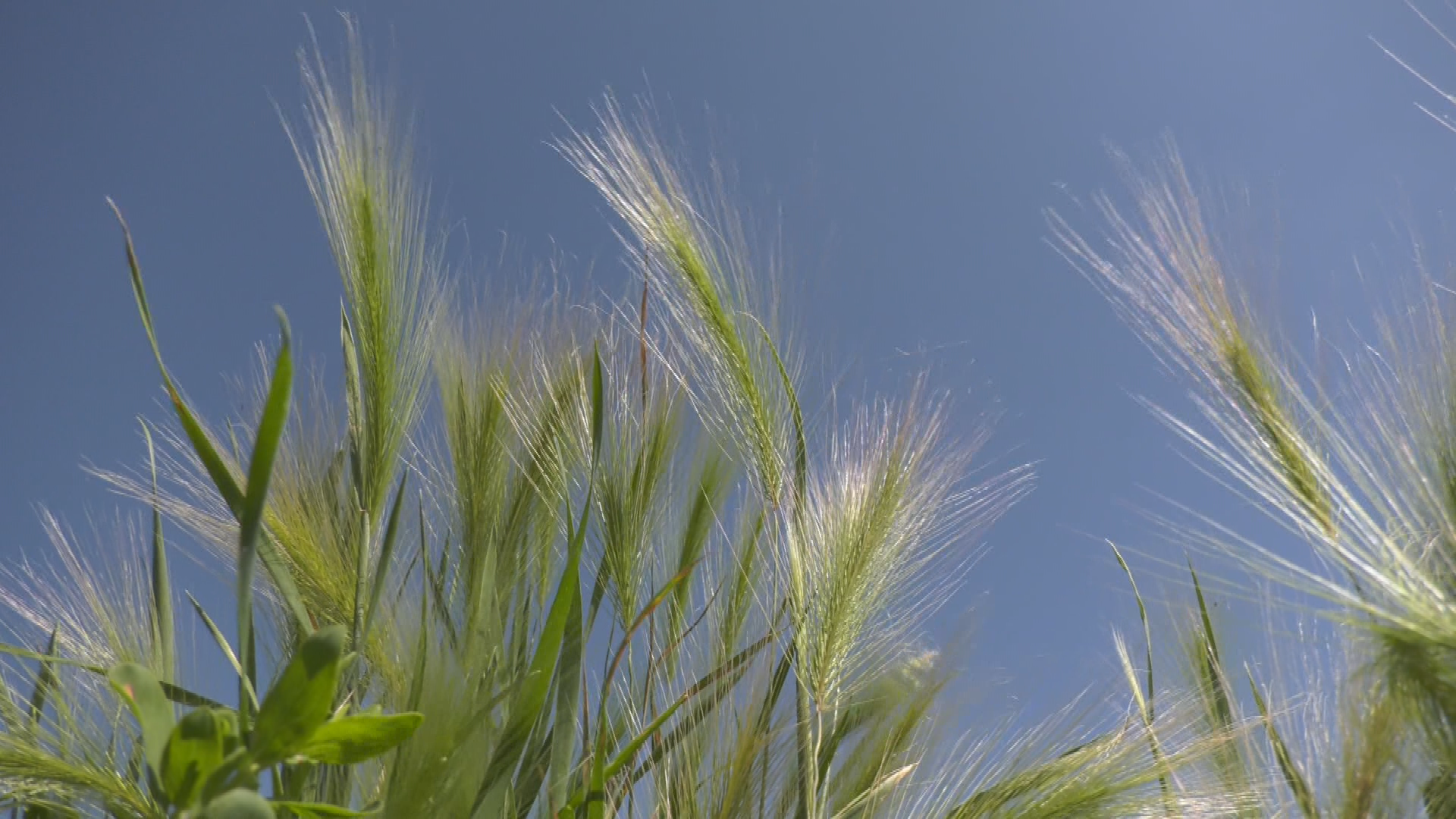 Foxtail grass can harm or even kill your pet, and it’s native to Edmonton