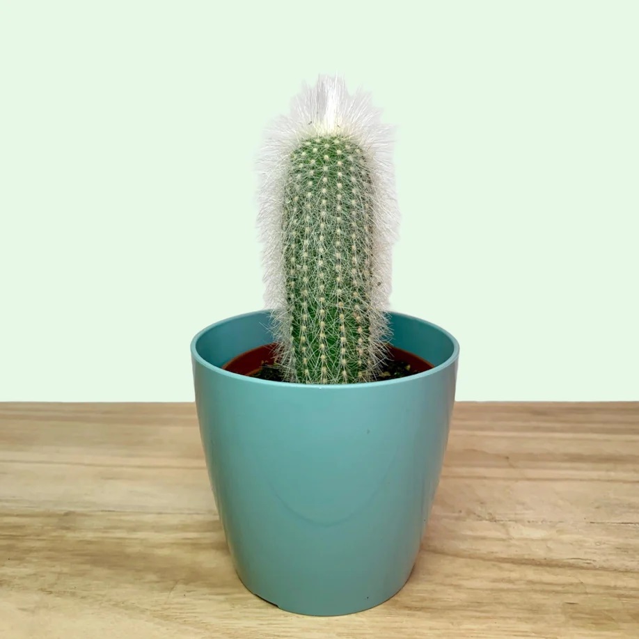 Cactus: varits, entretien, floraison, rempotage, maladies