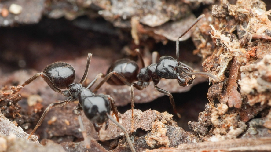 Ants tricked into killing their own queen, study shows