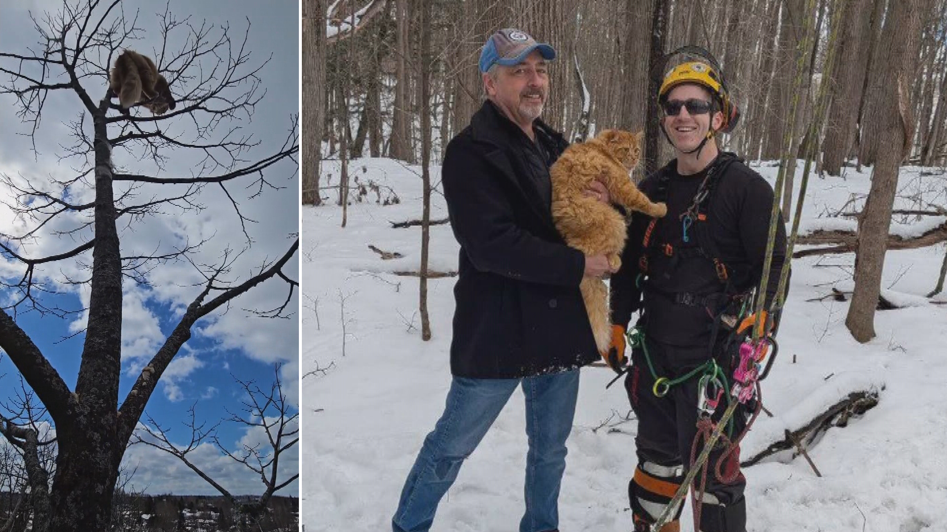 Ottawa online community rallies to rescue orange cat stuck in tree for days