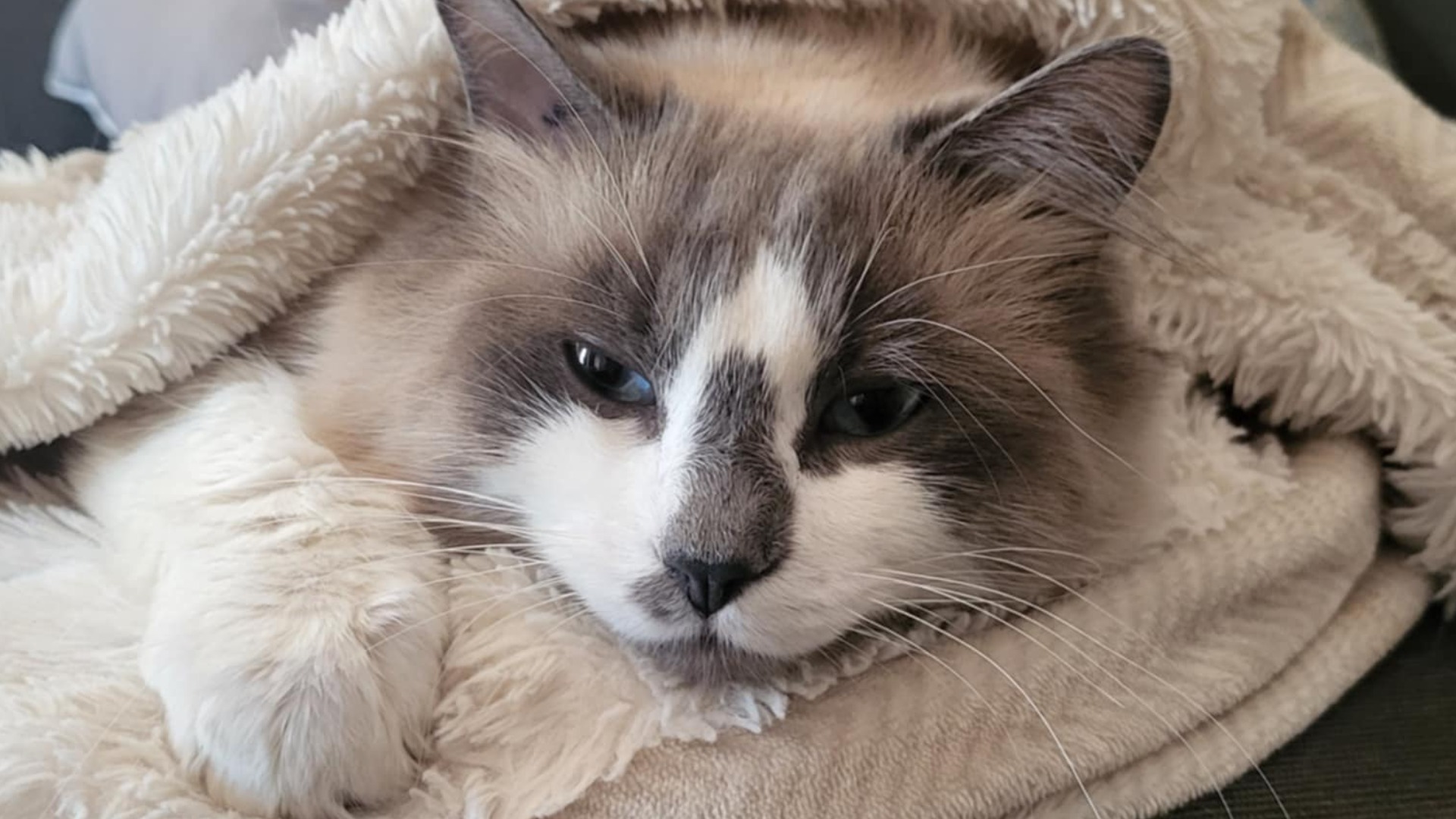 ‘Who the heck is in my U-Haul?’ Stowaway cat reunited with B.C. family after accidental adventure 