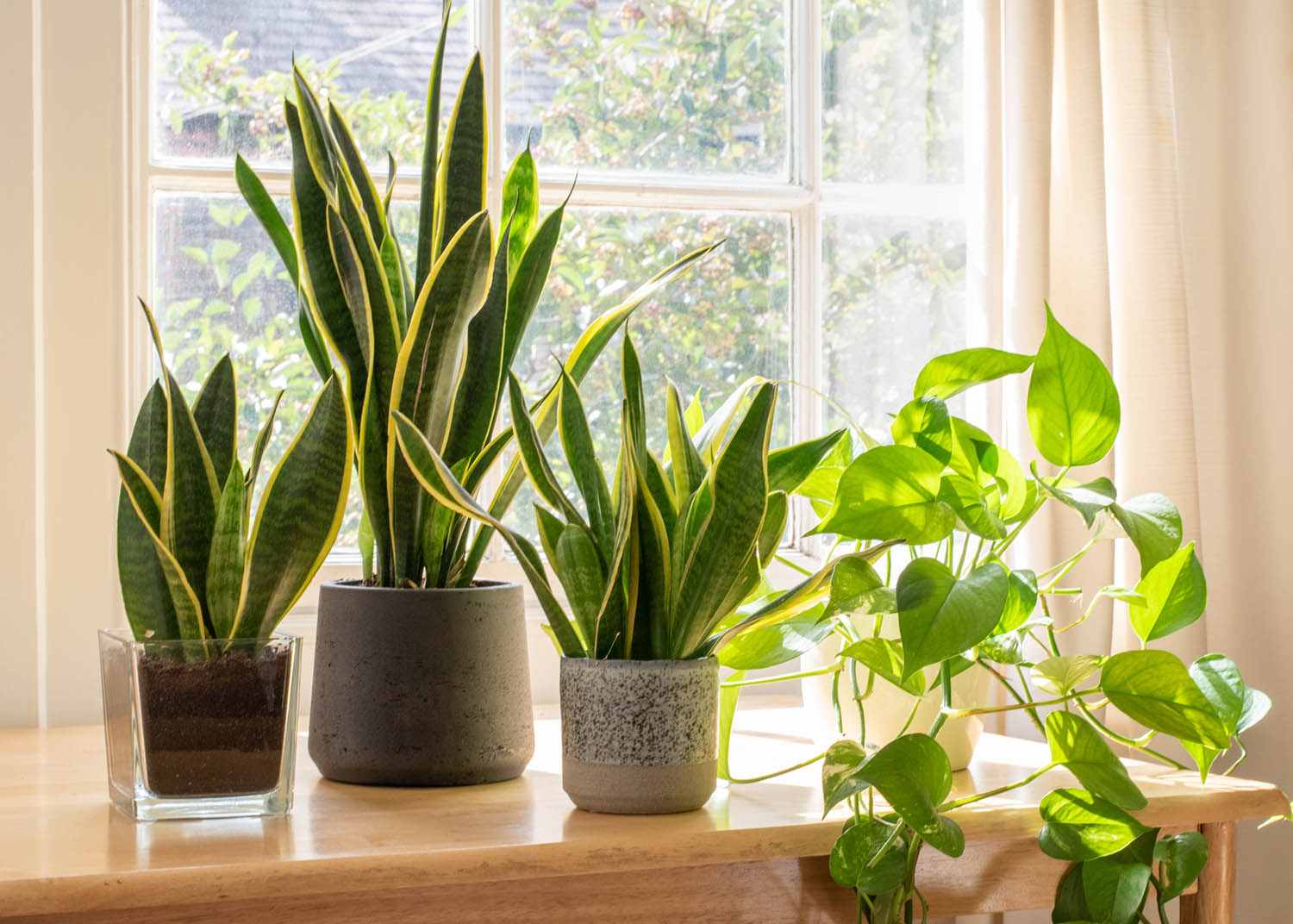 10 plantes faciles  entretenir avec peu d'eau et peu de lumire
