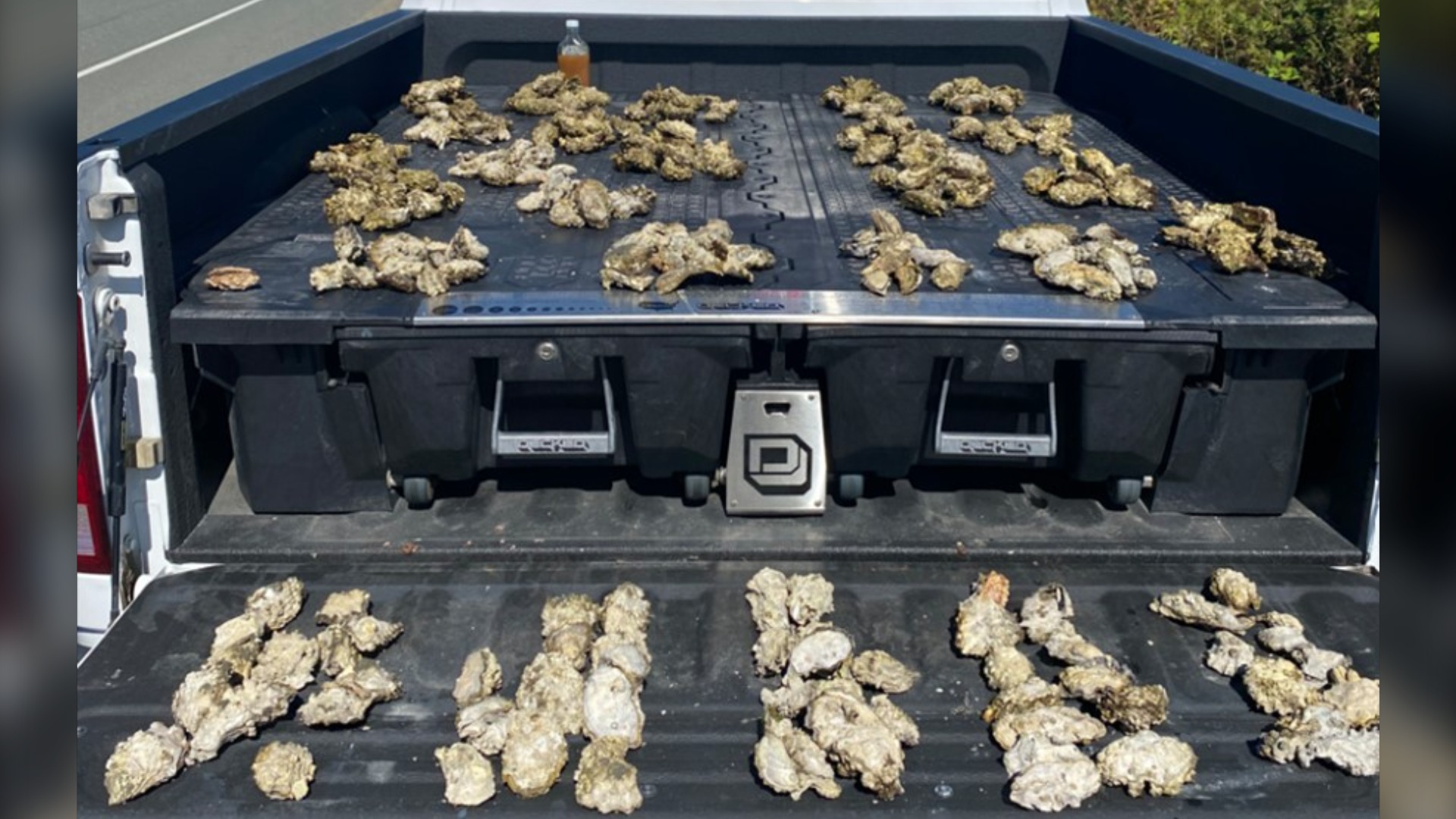 Ontario man gets $5,500 fine after harvesting 300 more oysters than he was allowed in B.C.