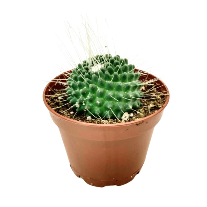 ikea pflanzen elefantenfuß XXL Elefantenfuß Nolina kaufen – Green Me Up main image 0