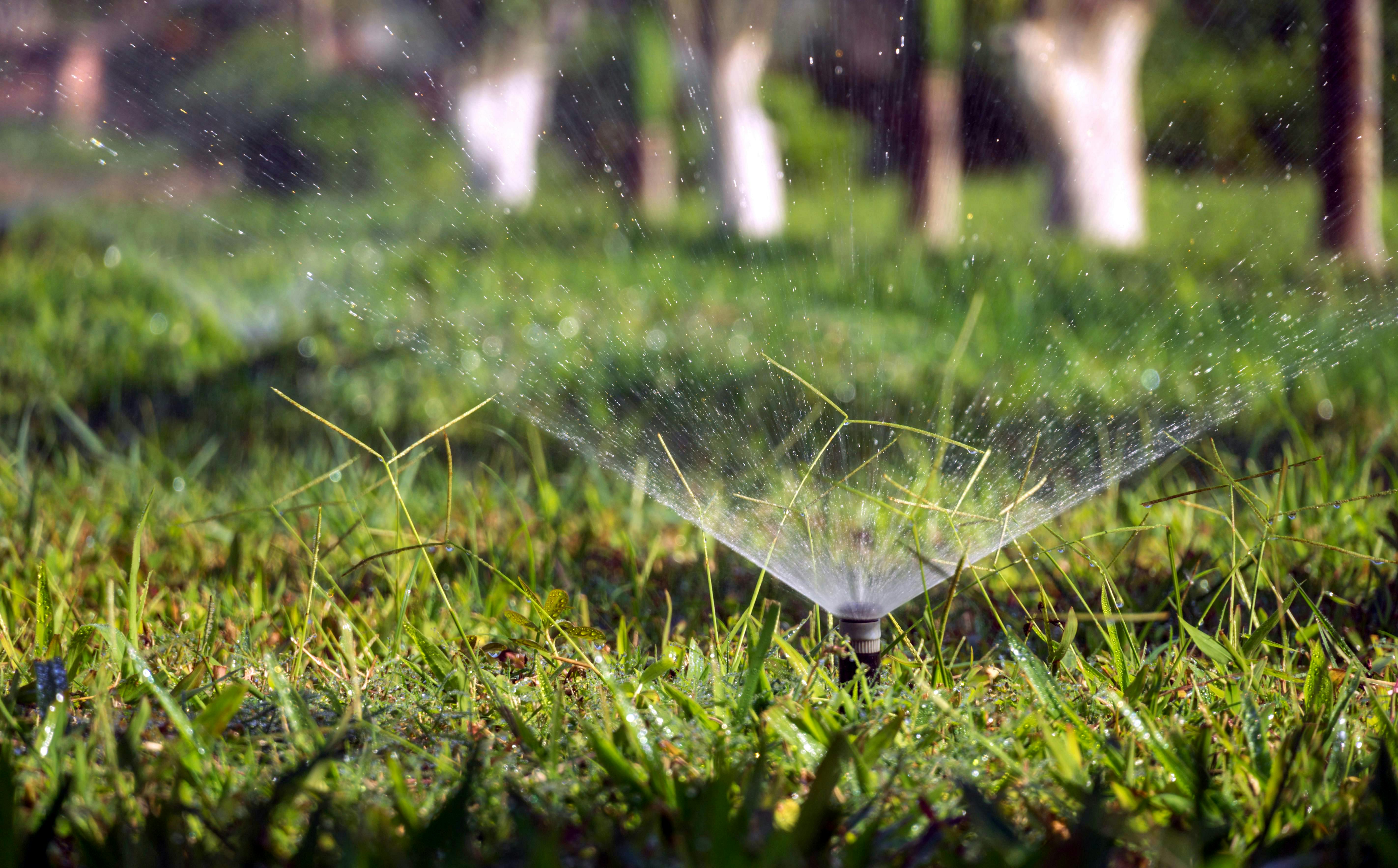 How to keep your lawn healthy this summer