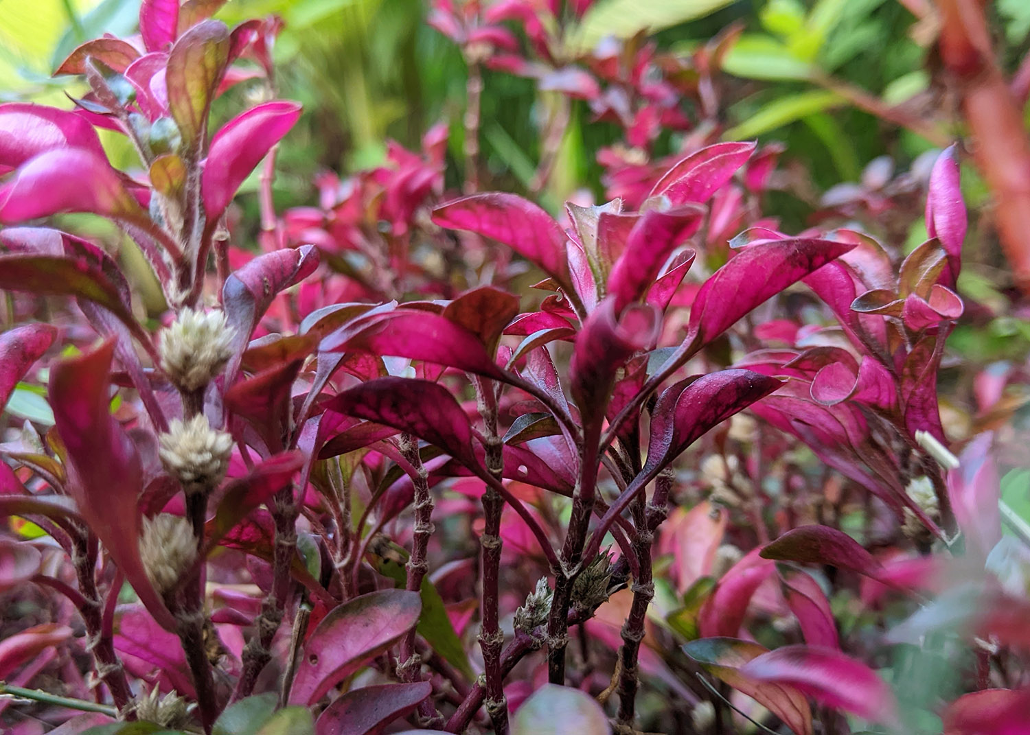 Les meilleures plantes annuelles pour votre jardin