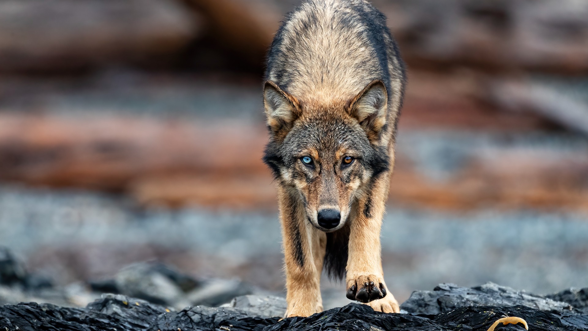 Vancouver Island photographer granted two-year fellowship to study and protect B.C.’s sea wolves  