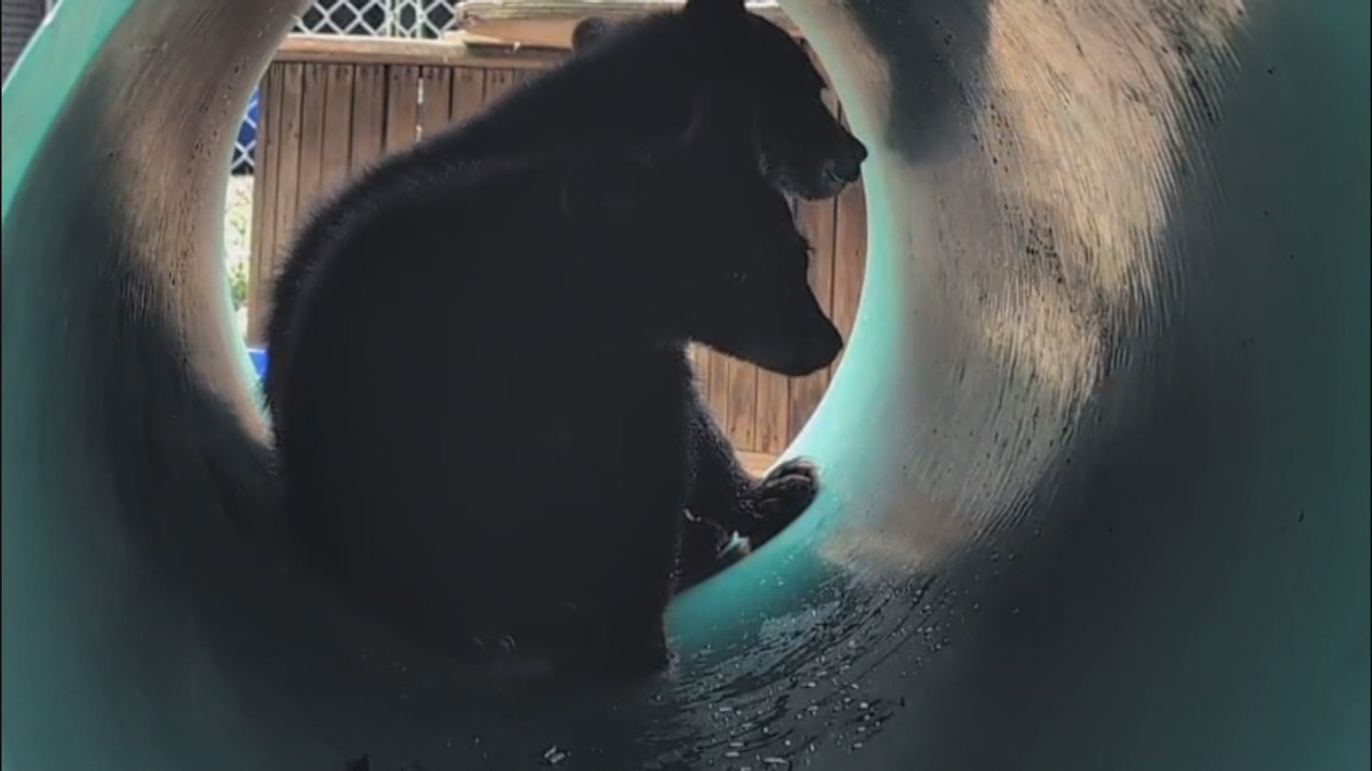Orphaned bear cubs rescued after mother killed in Maple Ridge, B.C.
