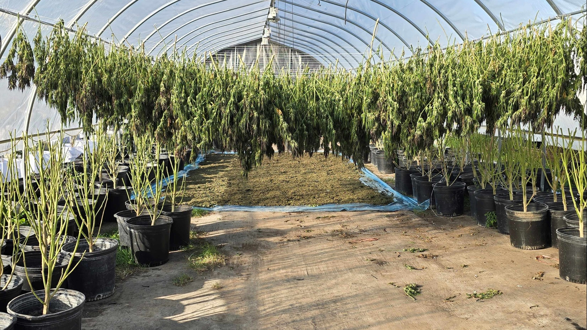 pt nojorono tobacco international Nojorono, Tumbuh Bersinar dan Jadi Berkat Untuk Masyarakat