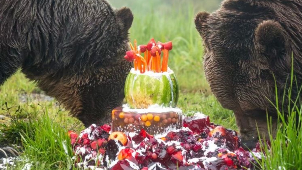 Grouse Mountain grizzlies to celebrate birthday with fundraising party