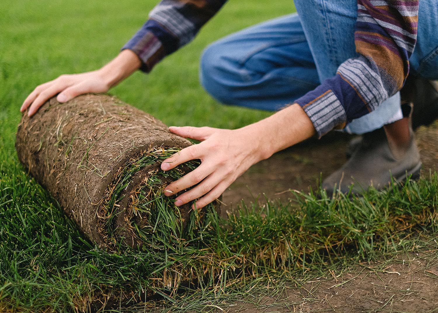 Quand semer du gazon et comment l'entretenir au printemps