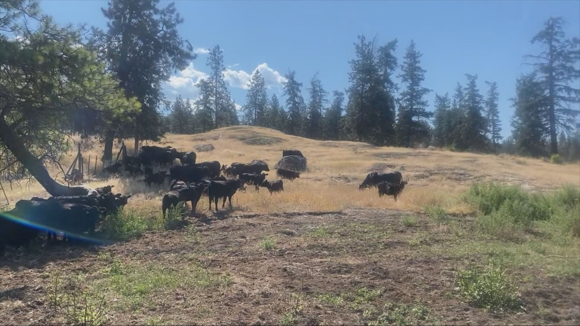 Drought conditions gripping parts of B.C. create wide range of negative impacts 
