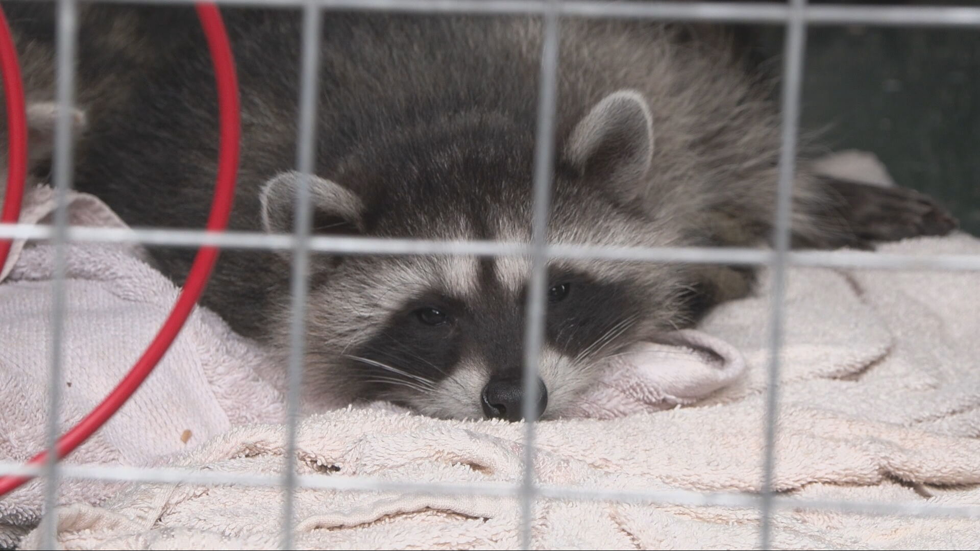 B.C. non-profit warns about dangers of rat traps to baby skunks, raccoons 