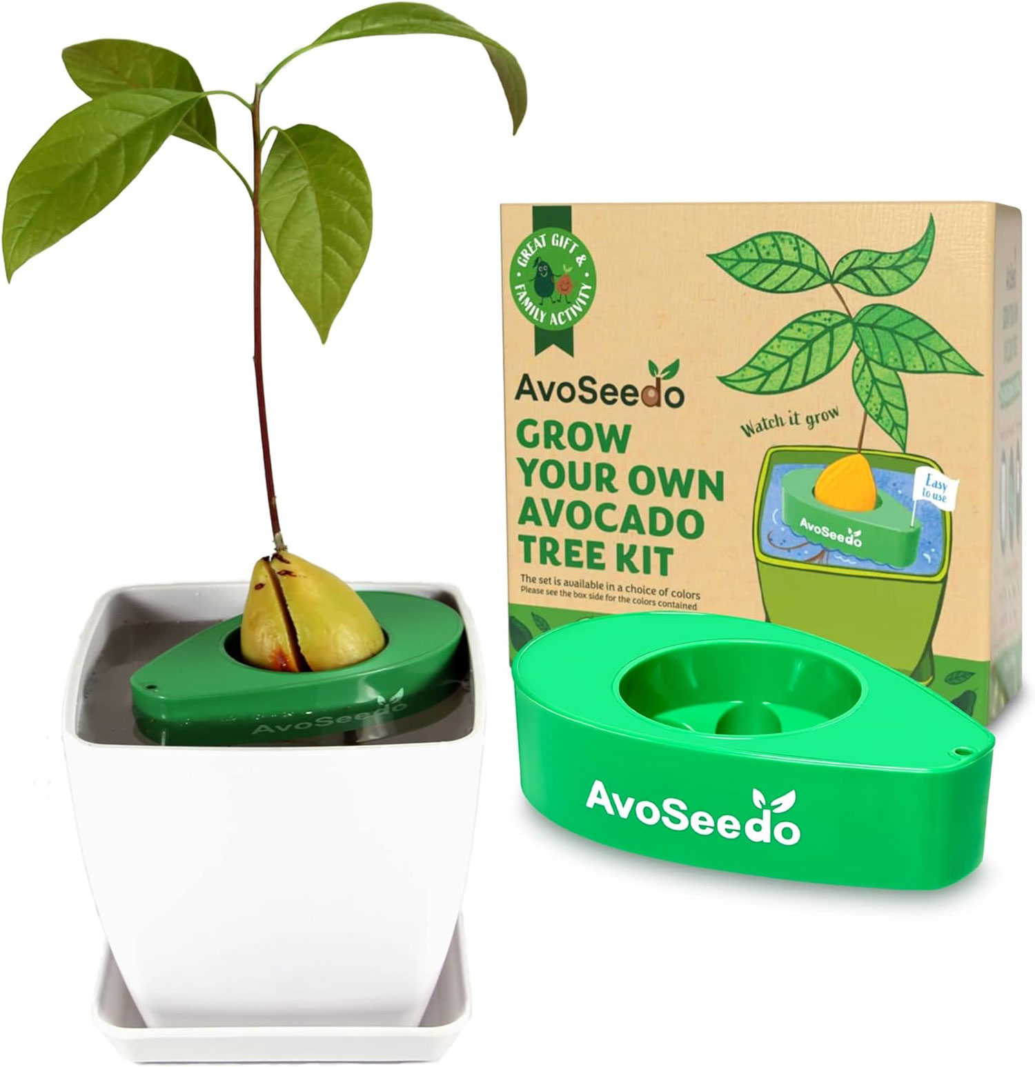 burgundy rubber plant Rubber Fig 'Ficus Burgundy' 4" Pot