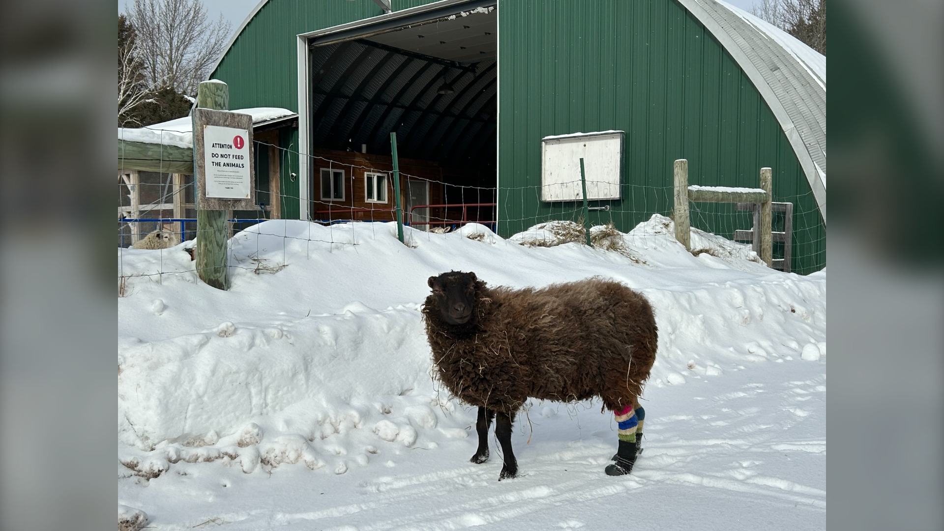 Resilient Rosie: Animal sanctuary in New Brunswick gives sheep second chance at life