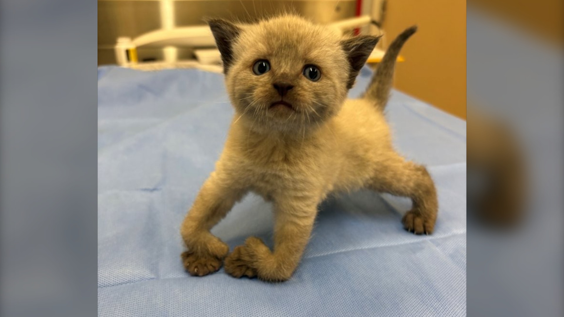 Tiny, deformed kitten named Guppy among cats surrendered to Kelowna BC SPCA 