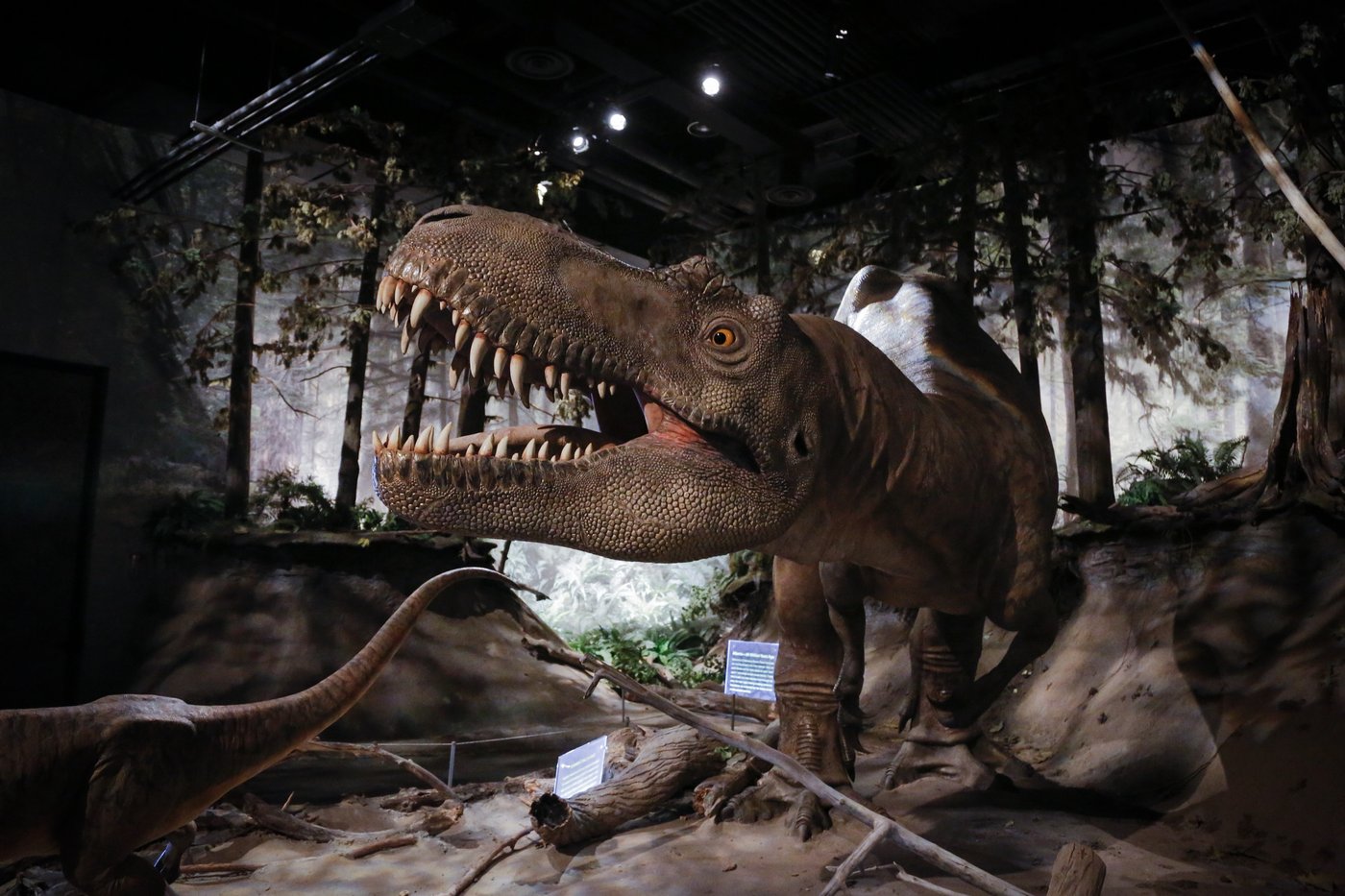 Canada Strong Pass: Children now get free entry at dozens of provincial museums and galleries