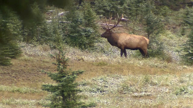 Shot elk with antlers sawed off prompts B.C. conservation probe 