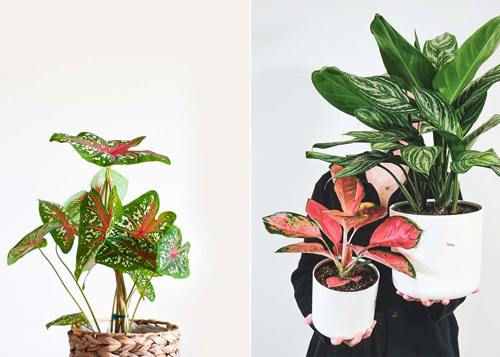 er plant mit mir Faith and Family - The Perfect Gift to Celebrate Your Faith in God