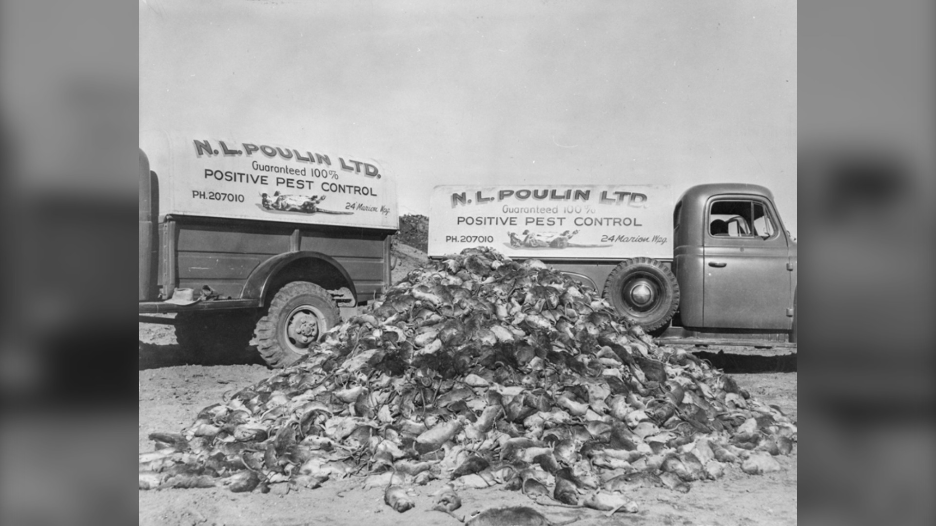 Alberta celebrates 75 years of being rat free