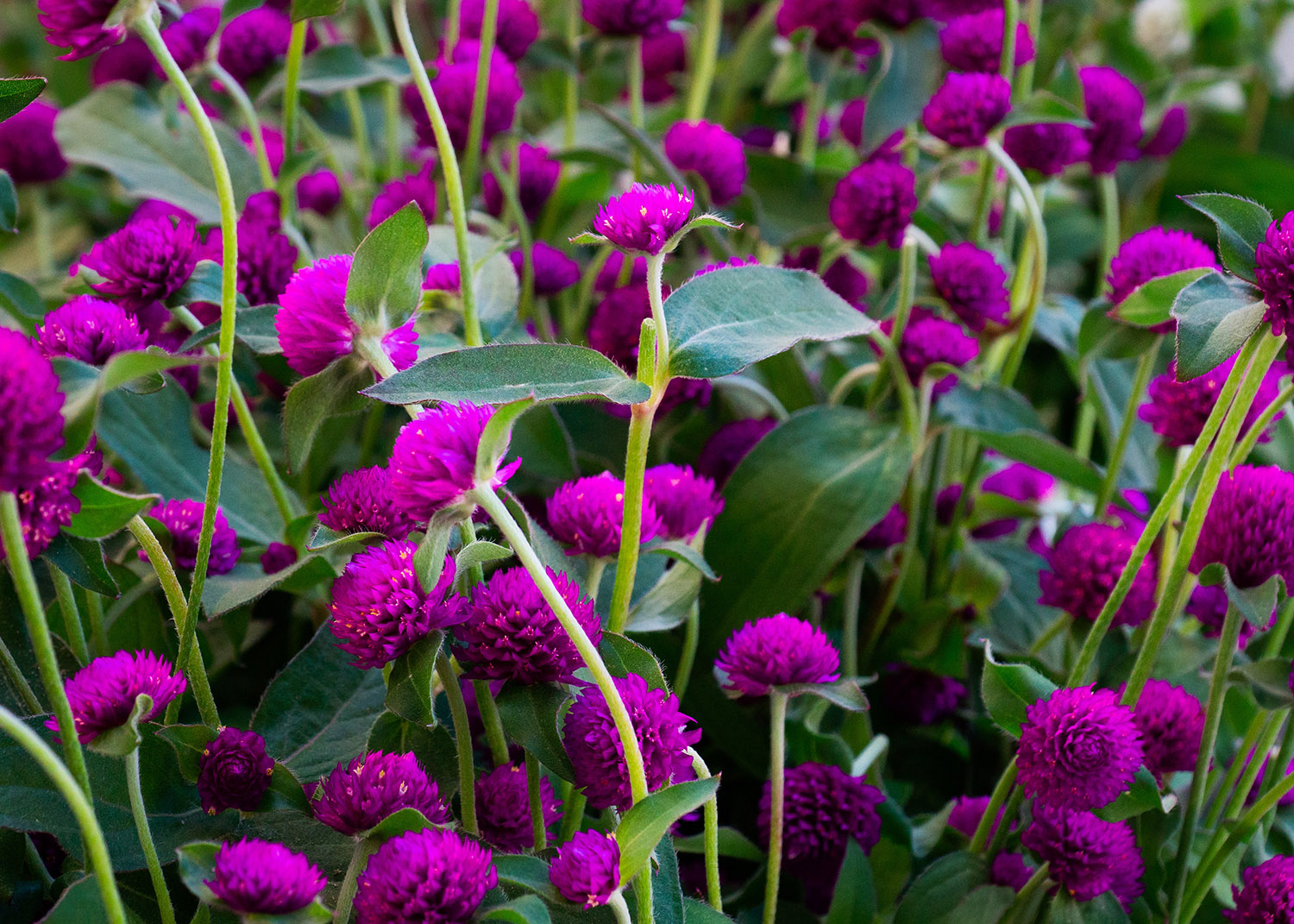 black sambucus plant Elderberry(Sambucus canadensis) (Florida Native) – Whitwam Organics main image 1