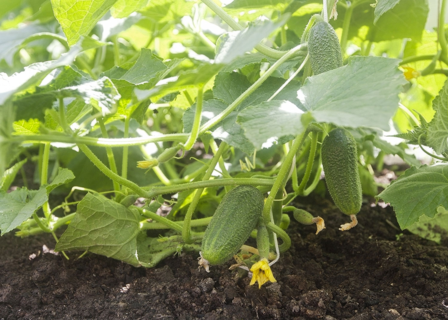 Le concombre: comment le planter, l'entretenir et le rcolter