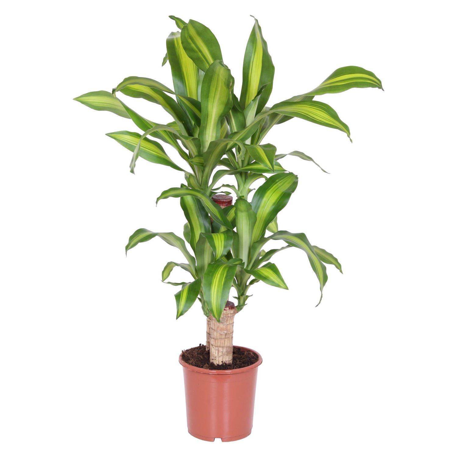 Tout sur le dracaena (dragonnier) : varits, entretien et floraison